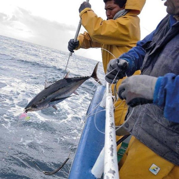 Conservas Catalina Bonito del Norte (Cantabrian White Tuna) in Olive Oil 240gr